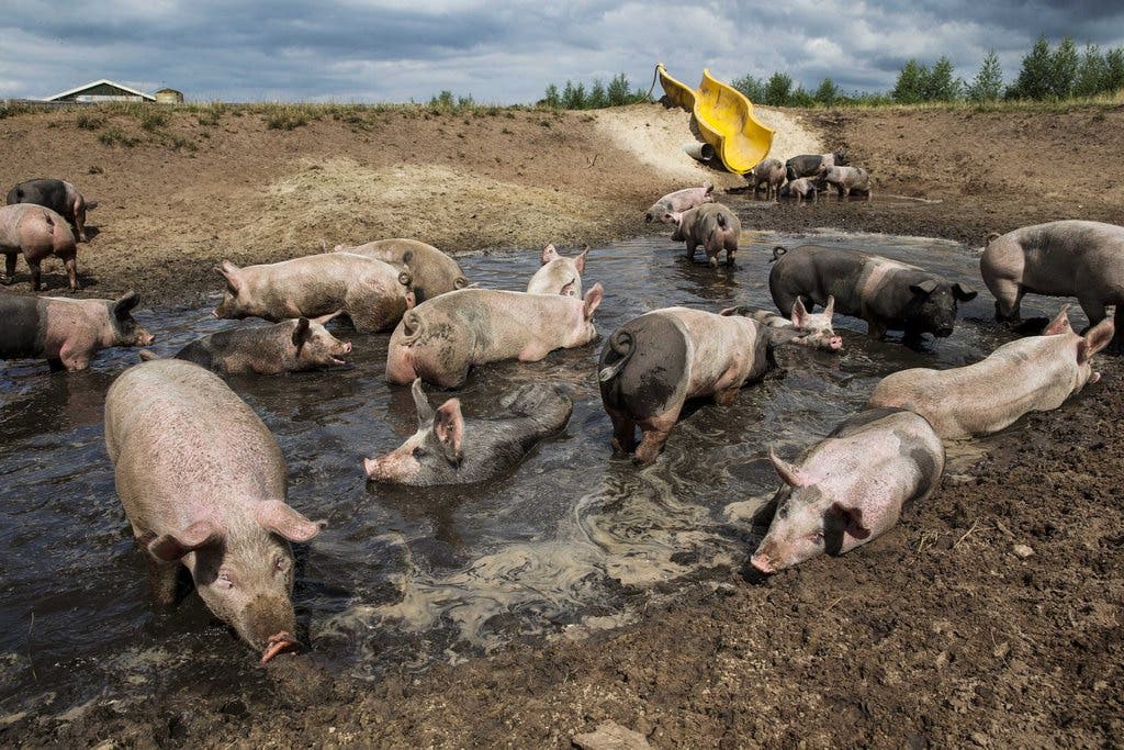 Statt im Wasser baden Schweine lieber im Schlamm.