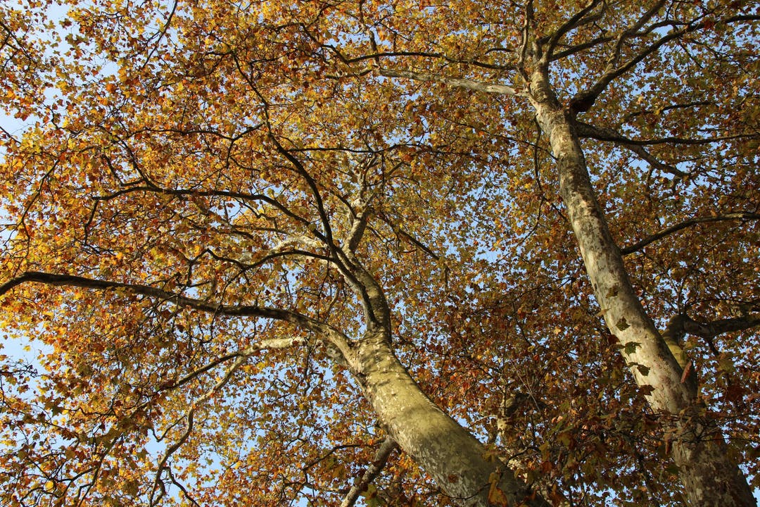 Herbstimpressionen aus Baden
