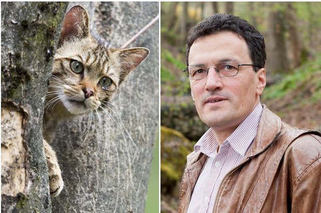 FDP-Grossrat Johannes Jenny stört sich an verwilderten Katzen, da sie Vögel und Reptilien jagen. Diese Wildkatze stammt aus dem Wildpark Goldau. (Symbolbild)