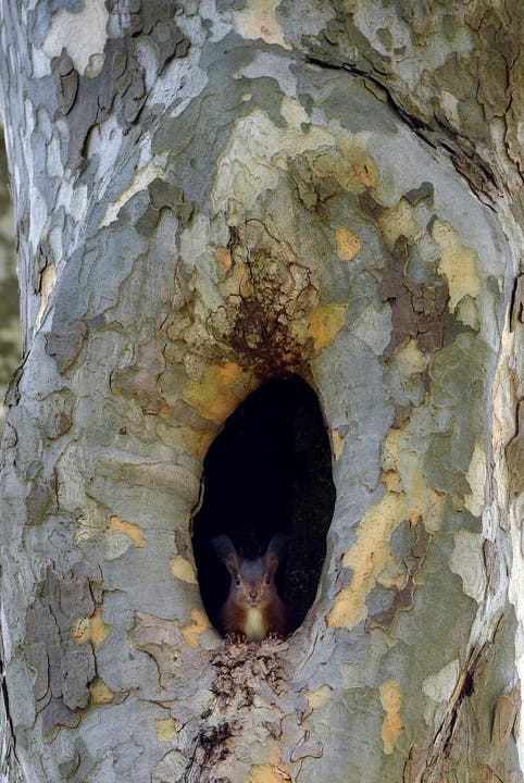 Waldtiere wie dieses Eichhörnchen können sich bei Hitze einfach in ihre Höhlen zurückziehen.