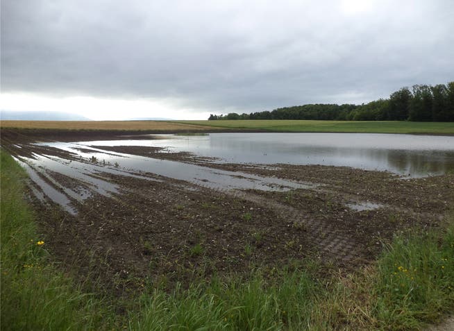 Oft bleibt das Wasser lange auf den Feldern liegen wie beispielsweise in der Moosmatten.