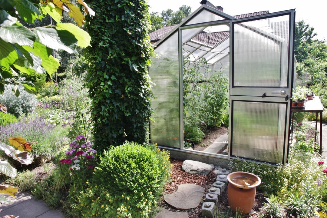 Ein Gewächshaus schützt die Tomaten in Madeleine Adlers Garten