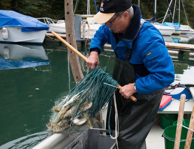 Berufsfischer Ernst Fischer holt auf dem Hallwilersee ein Netz mit vorwiegend Egli ein; Balchen haben Schonzeit. Jiri Reiner