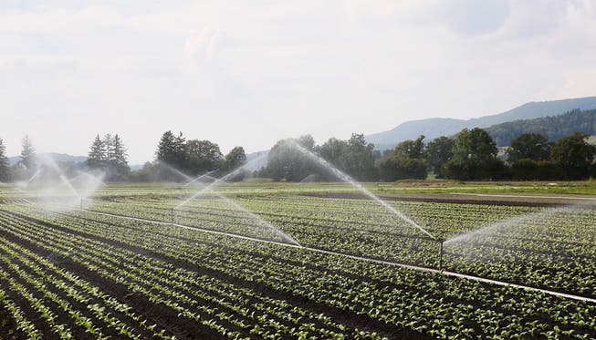 Auf Furttaler Gemüsefeldern soll Limmattwasser aus den Bewässerungsanlagen sprenkeln – die Beteiligten begrüssen das Projekt.