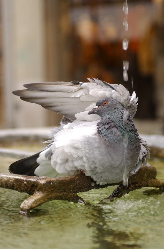 Tauben sind reinliche Tiere und duschen auch gerne.
