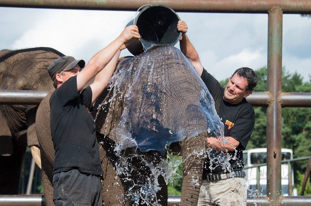 Sogar die Tierwelt muss sich an der Challenge beteiligen: Der Elefant Nelly aus dem Serengeti Park in Hodenhagen in Deutschland bekommt einen Kübel Wasser über den Kopf.