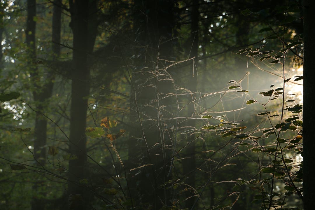 Früh morgens im Wald...