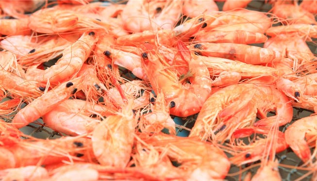 Noch stammen die Shrimps nicht fangfrisch aus Schweizer Zucht, sondern werden in der Regel tiefgefroren importiert.