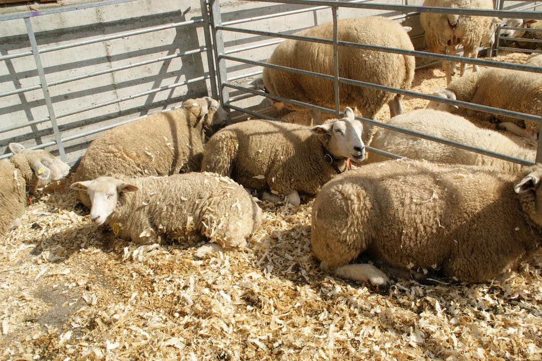 Bevor sie beurteilt werden, dösen die Schafe ruhig in der Mittagssonne