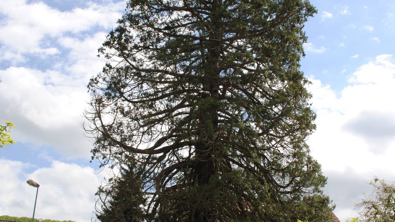 Der Mammutbaum im Frühling 2015