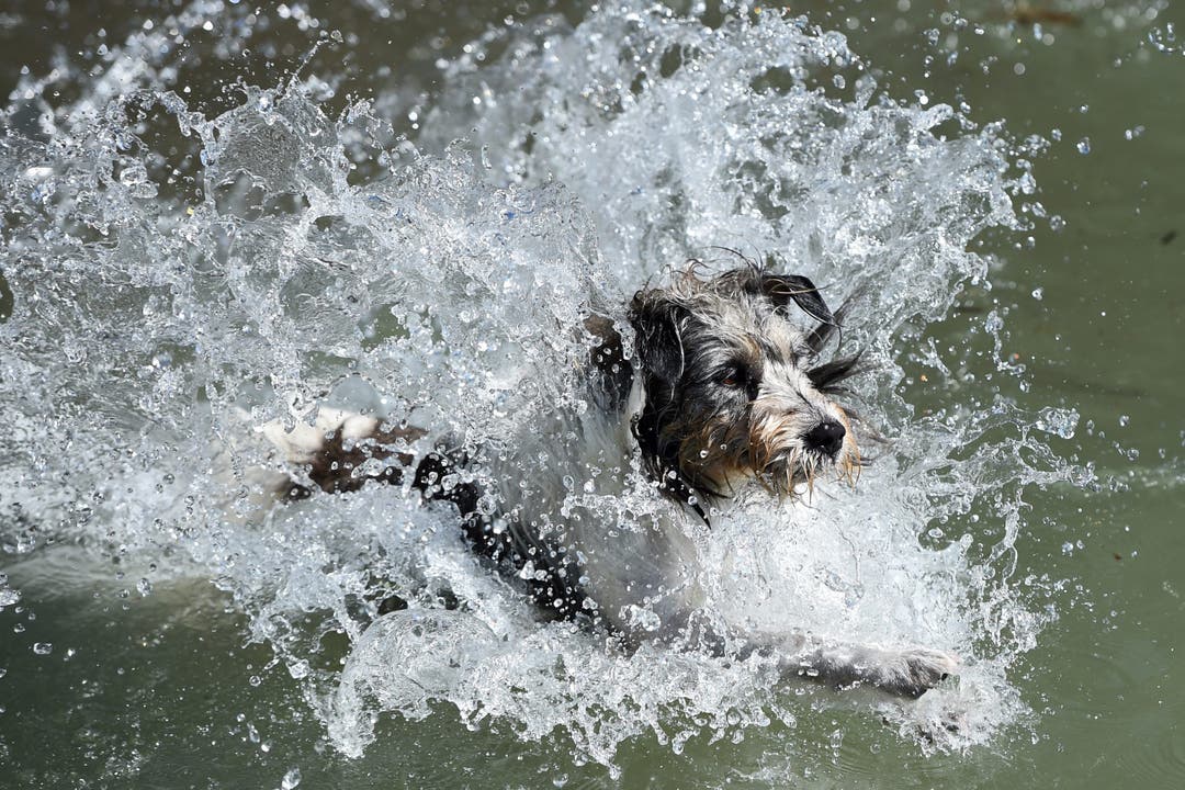 Terrier Timmi springt in den Bodensee bei Lindau (D).