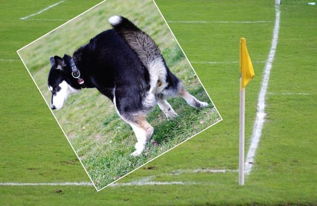 Hundekot auf dem Fussballplatz Ländle: Die Sportler müssen sich auf dem Sportplatz in Würenlos mit allem gefasst machen
