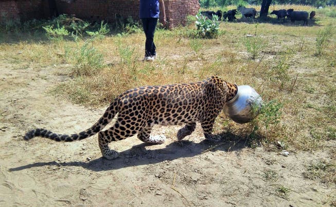Fünf Stunden dauerte sein Martyrium, dann konnte der Leopard nach einem Beruhigungsschuss von dem Behälter befreit werden.
