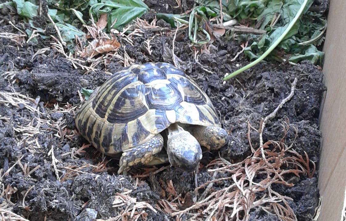 Schildkröte auf der Lägern in Baden gefunden