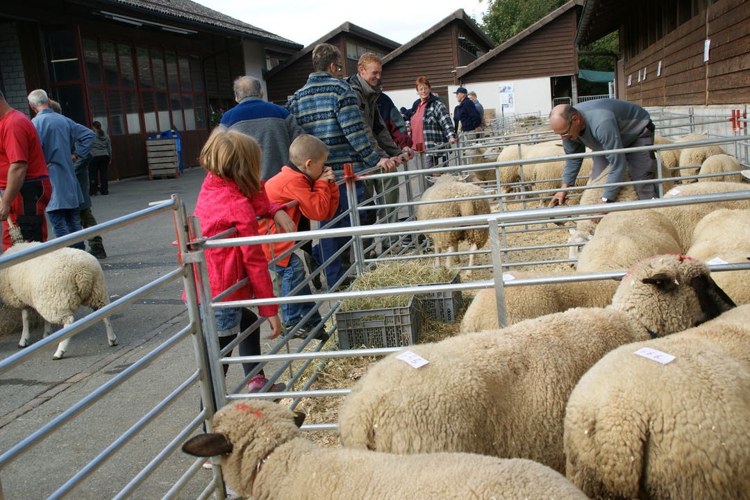 Die Schafschau zog viele Zuschauer an, für die Kinder war das Bereitstellen der Tiere besonders interessant