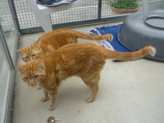 Die beiden Katzen Sunny und Sonny sollen vernachlässigt worden sein, so die Staatsanwaltschaft Brugg-Zurzach.