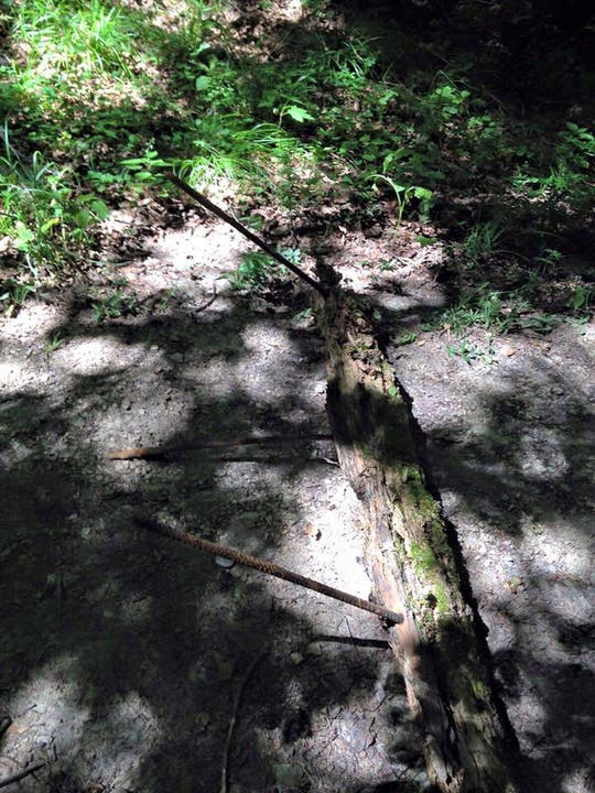 Im Gränicher Weiler Rütihof wurde ein Baumstamm mit Armierungseisen abgelegt