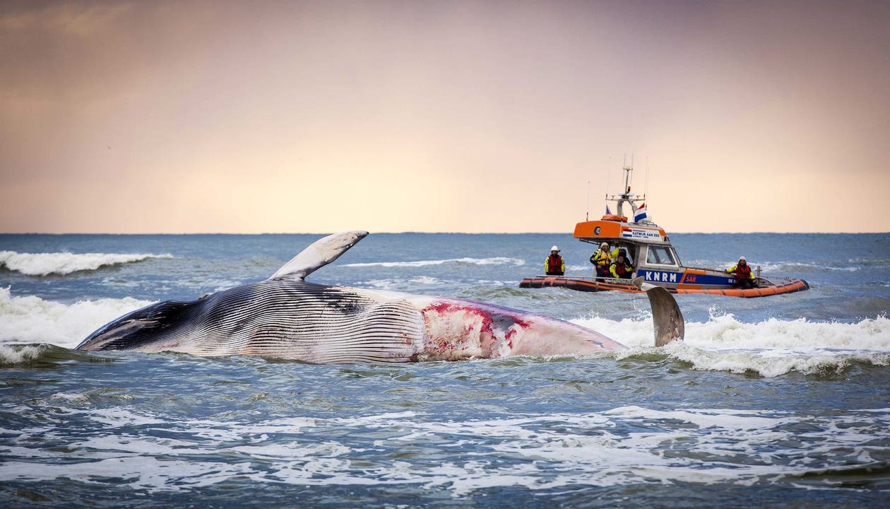 Nordsee: Toter Riesen-Wal an Land gespült