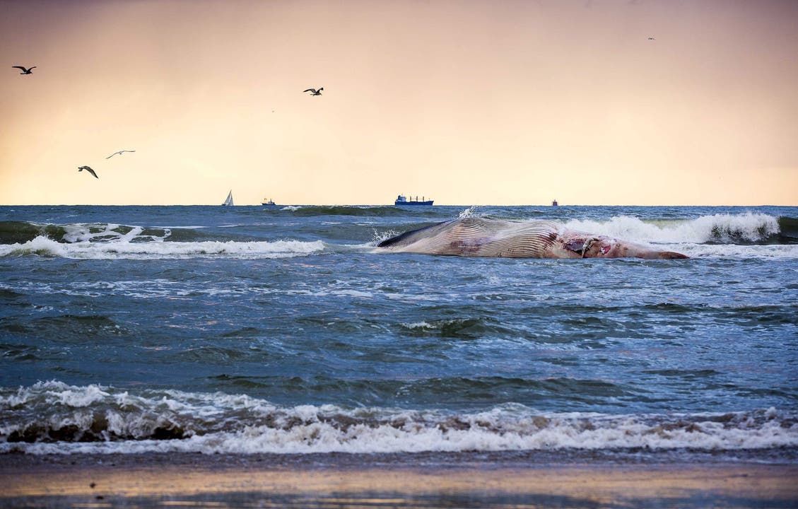 Der tote Wal trieb es immer näher an die Küste von Scheveningen