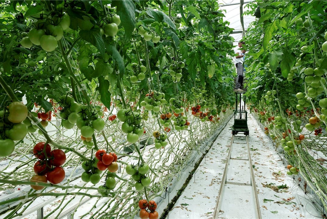 Landwirtschaft Füllinsdörfer Tomaten