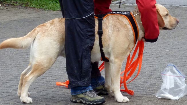 Achtung, fertig, schnüffel! Dieser Hund kann Menschen aufgrund von Gegenständen finden – auch von Ködern.