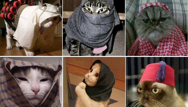 Brüssel reagiert mit Katzenbildern auf die Terrorgefahr.