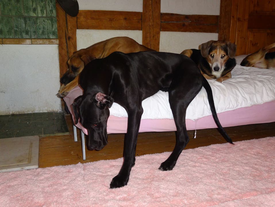 Wenn Hund zu gross für das Bett ist