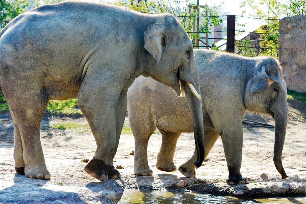 Elefantenbulle Thai (l.) rund einen Monat nach seiner Ankunft im Zoo Zürich.