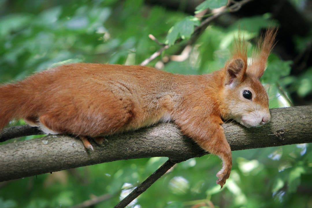 Dieses Eichhörnchen in Mainz mag sich bei der Hitze nicht bewegen.