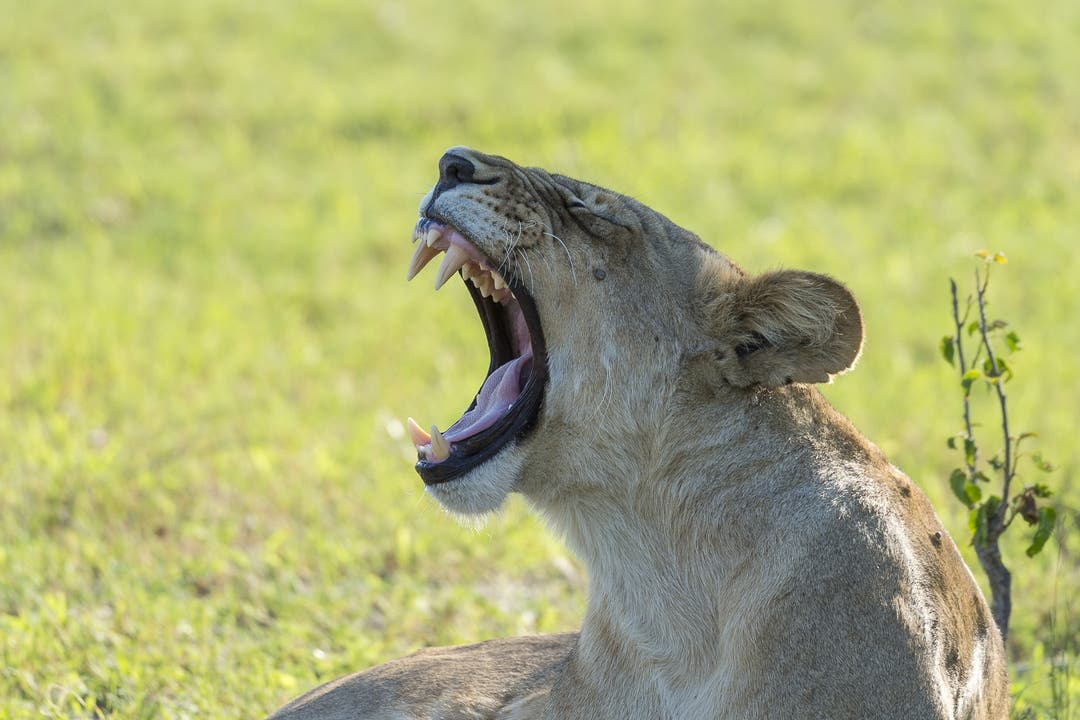 Löwin in Botswana