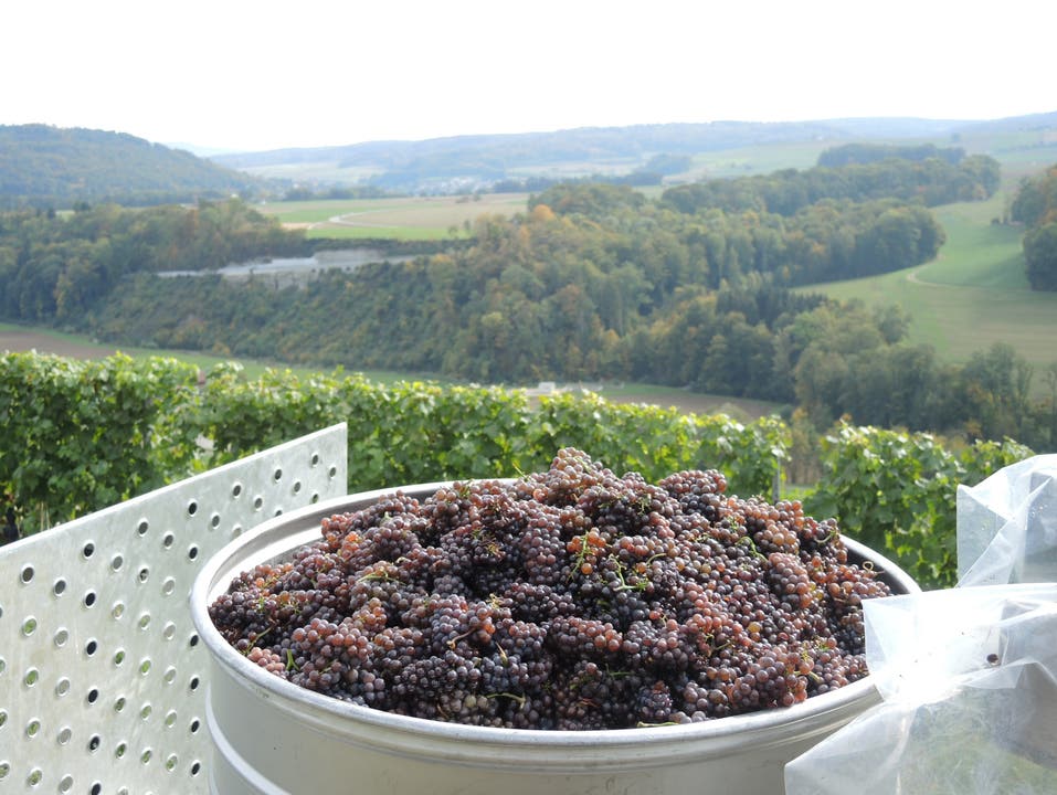 Pinot Gris, Surbtal im Hintergrund, Weingut Alter Berg Tegerfelden