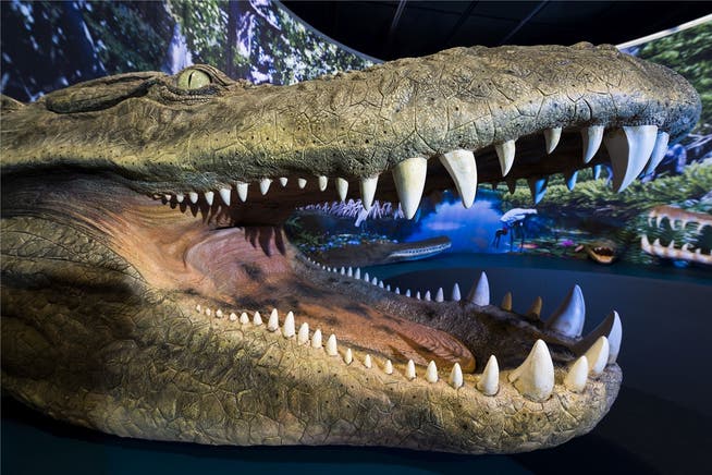 Mit seinen gut 12 Metern war der Purussaurus in Venezuela der König der Krokodile. zvg