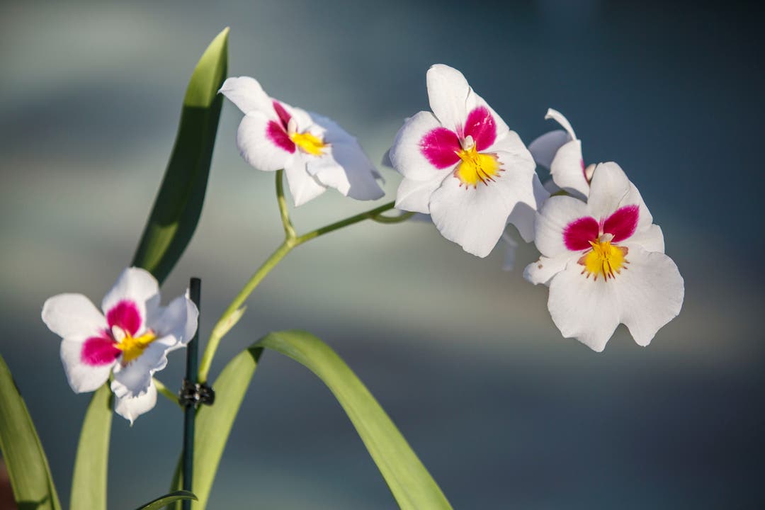 Miltonia Hybride MIX Orchidee