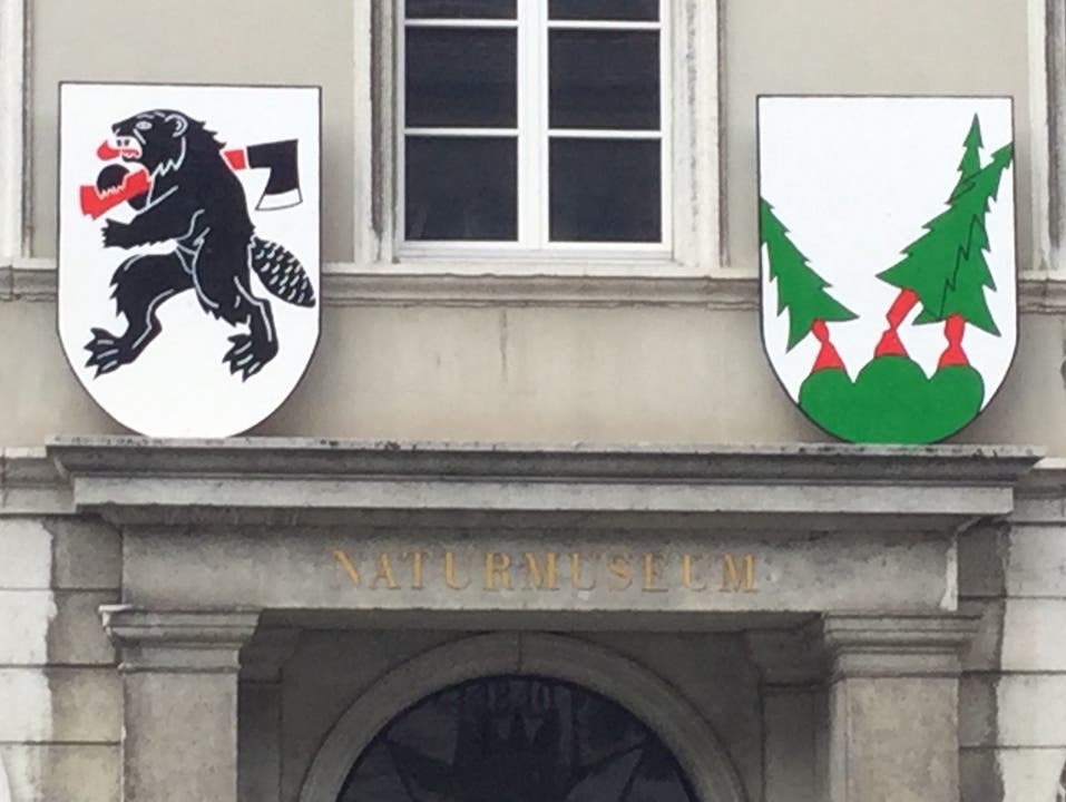undefined Der Biber im Naturmuseum kennt keine Ehrfurcht vor dem Oltner Wappen.