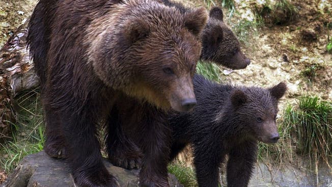 Bären im Wildnispark Zürich Langenberg: Nur Gemeinden aus dem Bezirk Horgen stimmten einer Beitragserhöhung zu.