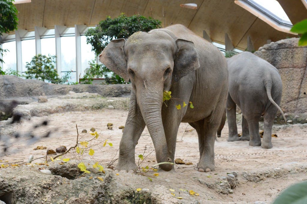 Indi im Kaeng Krachan Elefantenpark