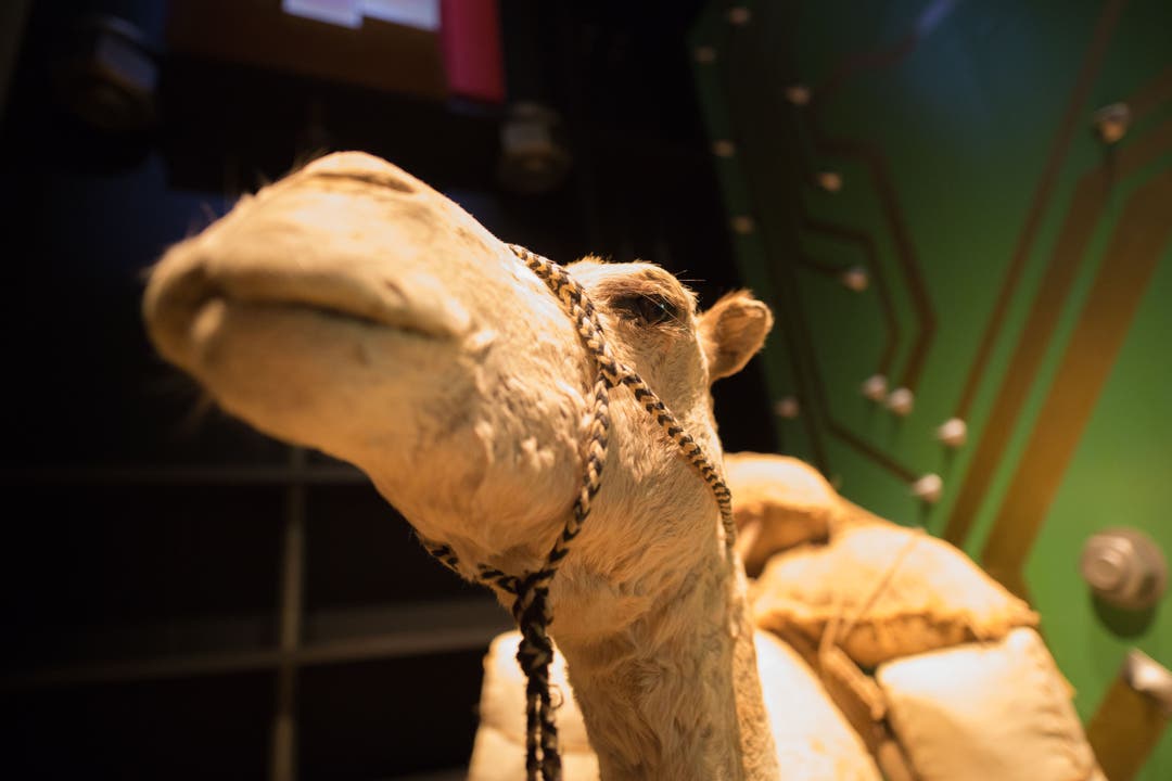  Das Kamel diente als Transportmittel