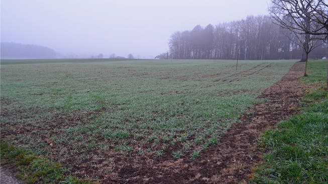 Auf den Feldern von Markus Dietschi wird der Boden nicht mehr umgegraben, sondern nur noch gelockert, um die Bodenerosion einzudämmen.