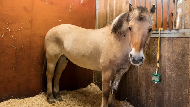 Das Pony Franzl, das am Sonntag in Ettingen ein Auto umgerannt hat, ist inzwischen wieder bei seiner Besitzerin. Hier wartet es in der Tierklinik Leimental in Biel-Benken in seiner Box auf seine Entlassung.