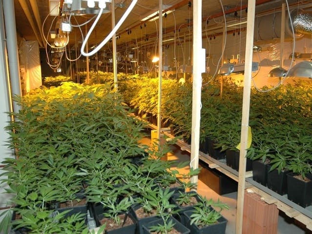 In der Indoor-Hanfanlage stiessen die Polizisten auf rund 950 Pflanzen. (Archiv)