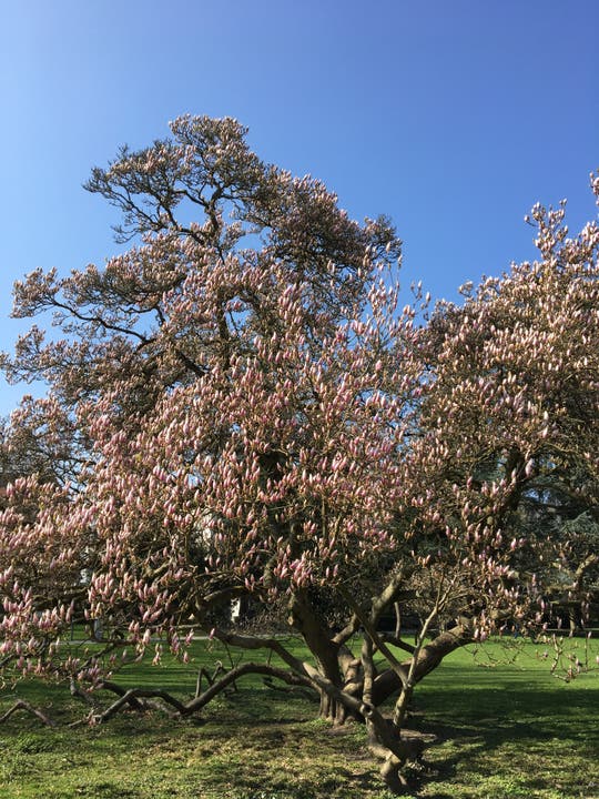 undefined Magnonienbaum kurz vor dem Blühen