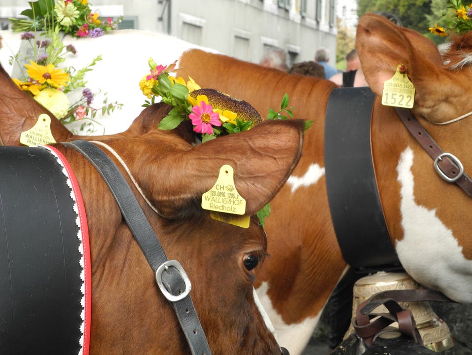 15 Kühe laufen in diesem Jahr geschmückt vom Baseltor auf den Dornacherplatz