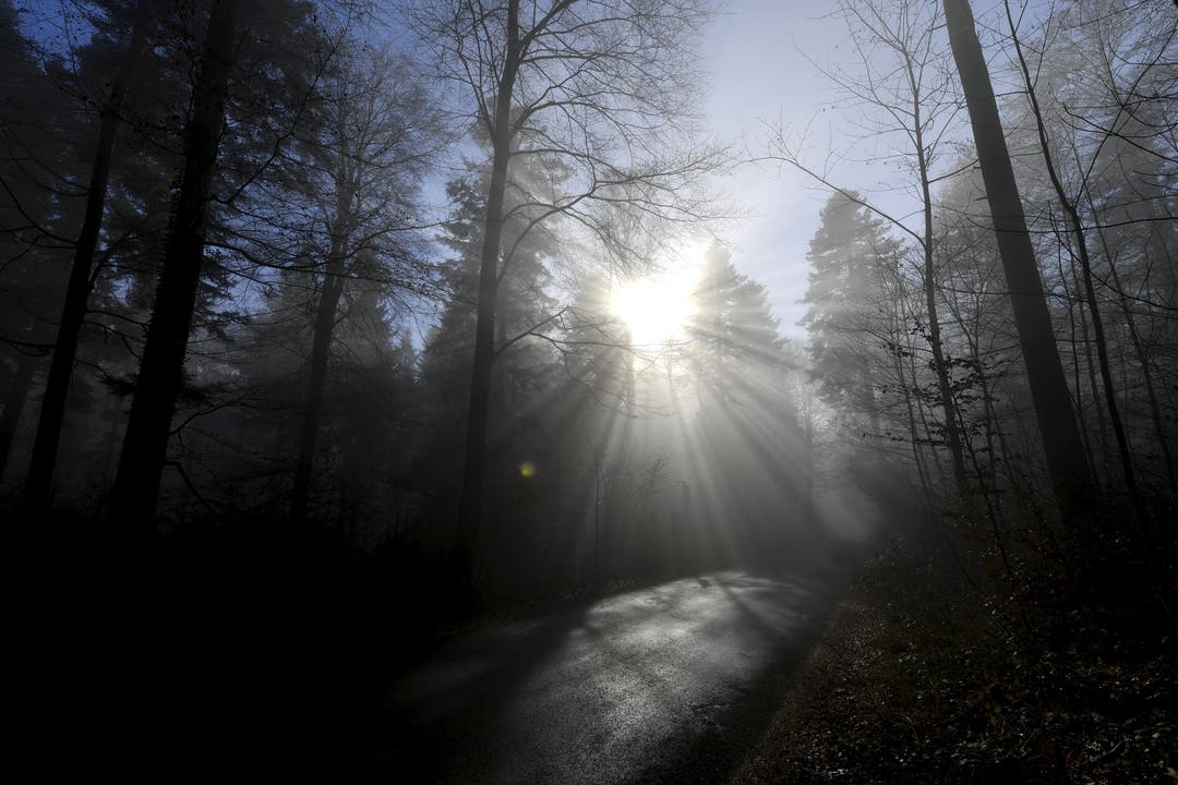 Auf dem Weg zum Berg brechen Sonnenstrahlen durch den Wald.