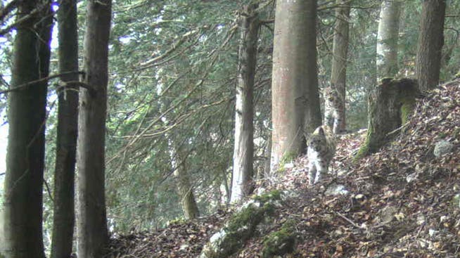 Zwei junge Luchse am Sonntagnachmittag im Egerkinger Wald. Ist einer davon B507?