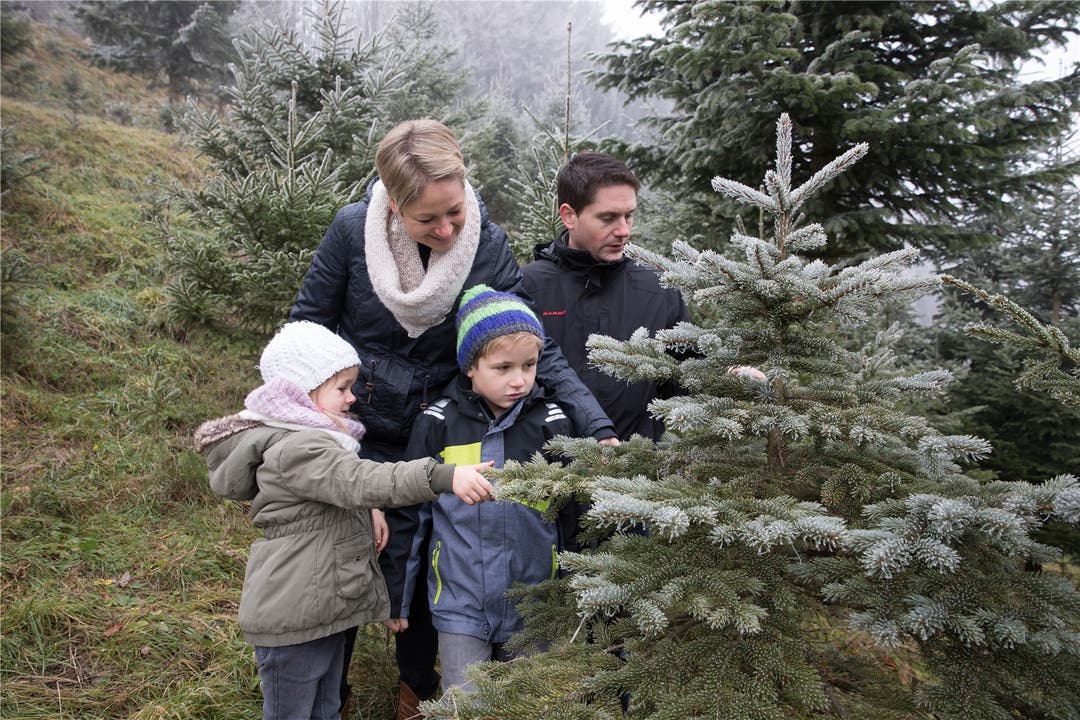 Weihnachtsbaumfällen in Walterswil bei Familie Hürzeler