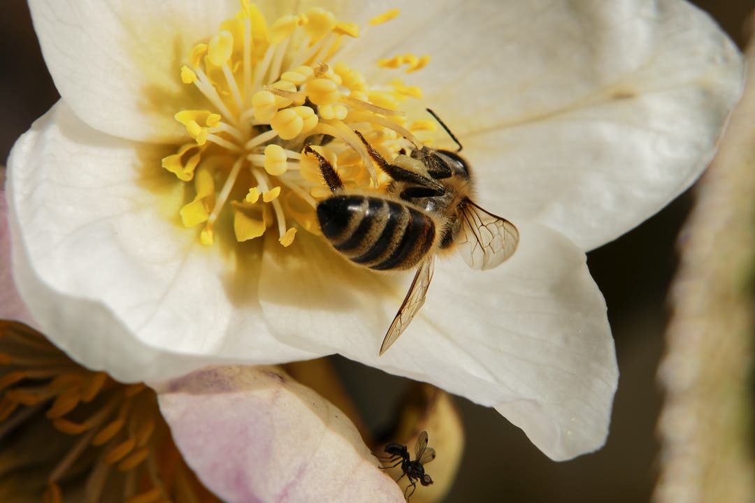 undefined Eine Biene nutzt den Sonnenschein und sammelt Nektar von der Lenzrose