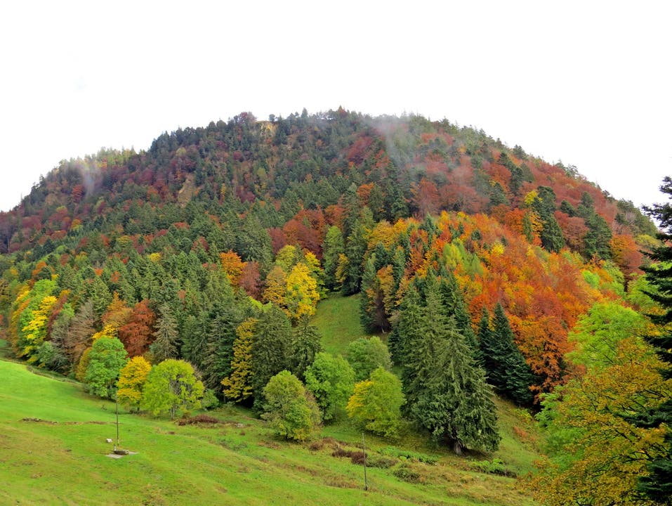 Herbstfarben auf dem Stockberg bei Bettlach (SO). Walo von Burg Romanello / Bettlach SO
