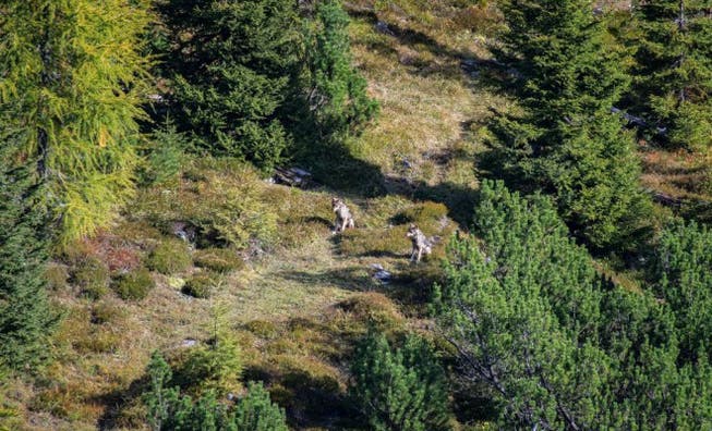 In die Fotofalle getappt: Einem Leser gelang letztes Jahr dieses Foto von zwei Jungwölfen im Calanda-Gebiet. Foto: Urs Steger
