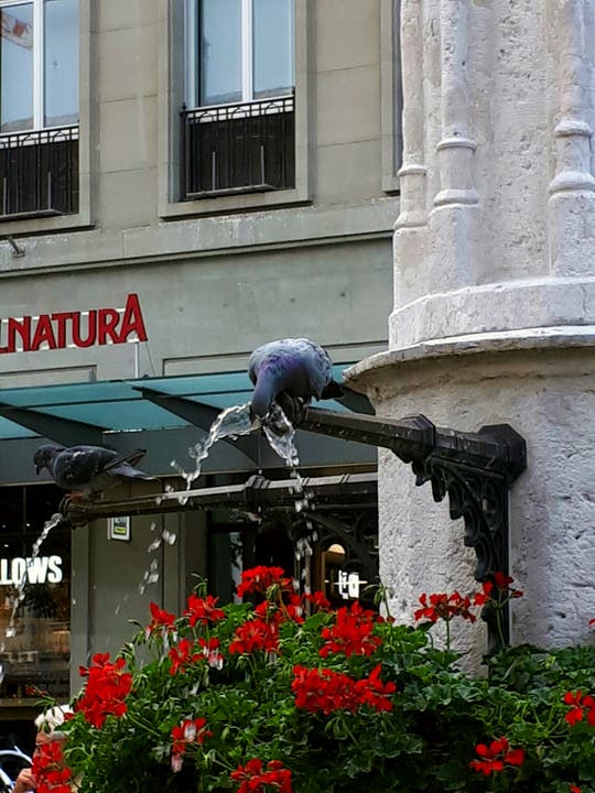 undefined Eine durstige Taube in der Berner Altstadt - na dann Prost!