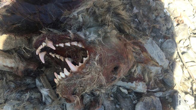 Es ist tatsächlich ein Wolf, und er wurde erschossen: Der Kadaver war am 7. März von einem Fischer entdeckt worden.